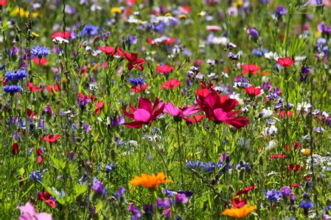 Blumenwiese Foto And Bild Pflanzen Pilze And Flechten Blüten