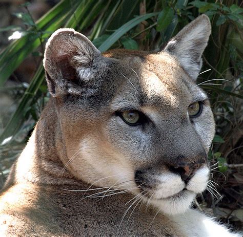Federal Government Wants To Remove Eastern Cougar From Endangered