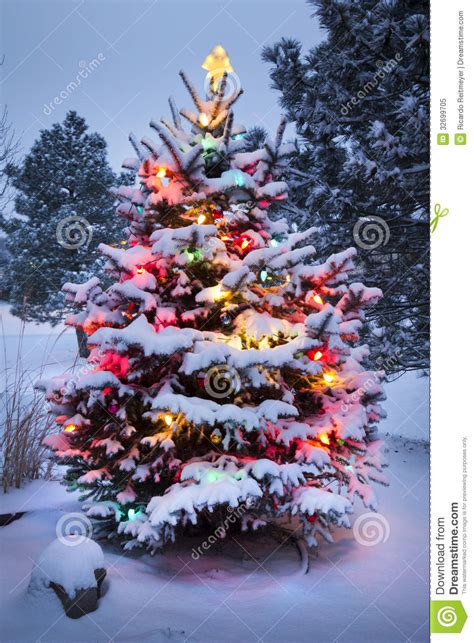 Snow Covered Christmas Tree Stands Out Brightly In Stock
