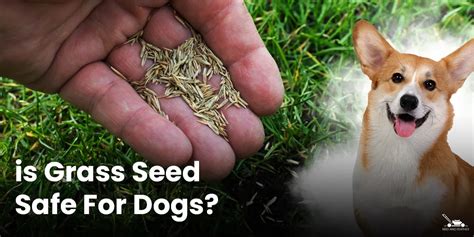 Is Grass Seed Safe For Dogs Everything You Need To Know Bird And