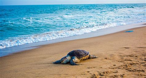 6 Facts About The Olive Ridley Sea Turtle Aka Pacific Sea Turtle