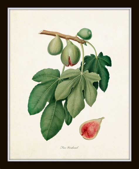 Botanical Print Set Botanical Illustration Botanical Art Fig Drawing