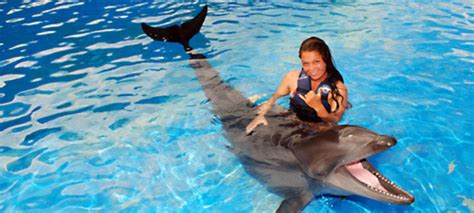 Swim With The Wholphin In Oahu Hawaiioahu Swim With Dolphins Tour