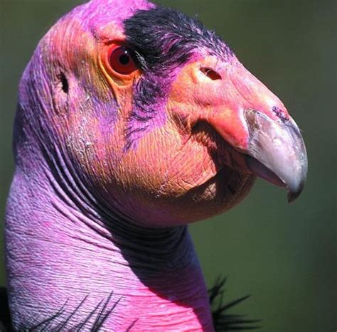And The Prize For Ugliest Bird Goes To Funny