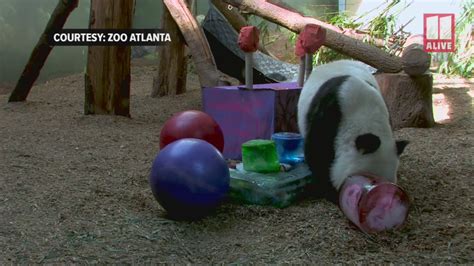 Zoo Atlanta Pandas Turn 3 Years Old