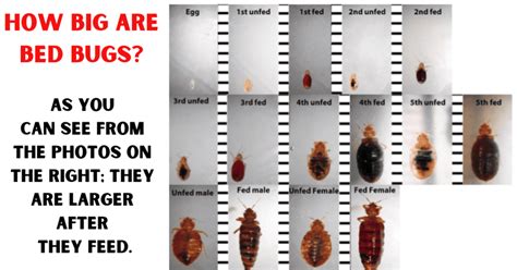 How Big Are Bed Bugs A Quick Guide To Their Size