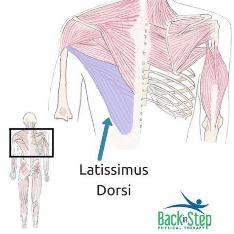 Latissimus Dorsi Pain