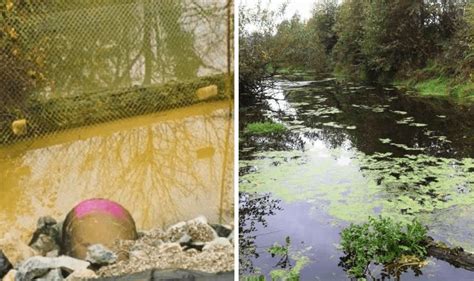 Veteran Given 4 Months To Live Decides To Spend His Time Transforming Polluted Creek - Ends Up ...