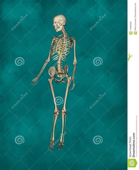 Esqueleto Femenino Modelo Del Ser Humano 3d Stock De Ilustración Ilustración De Esqueleto