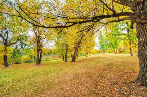 Parks Autumn Trees Branches Hd Wallpaper