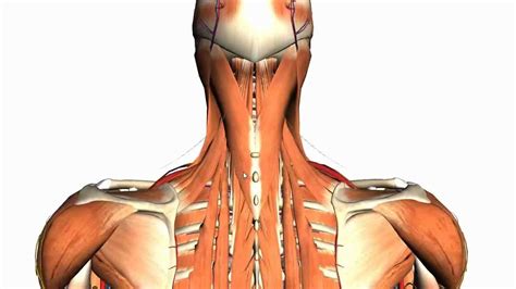 Intermediate And Deep Muscles Of The Back Anatomy Tutorial Muscle