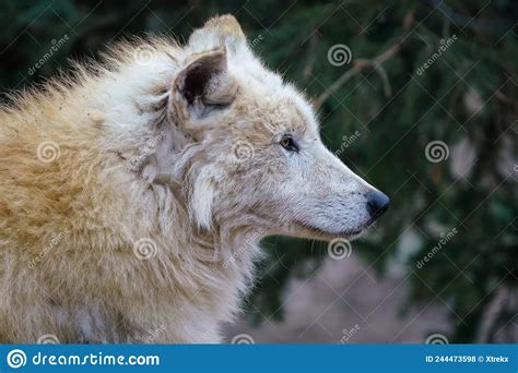 Arctic Wolf Canis Lupus Arctos Also Known As The White Wolf Or Polar