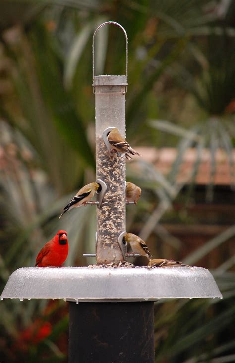 Bird Feeding Basics — Native Nurseries