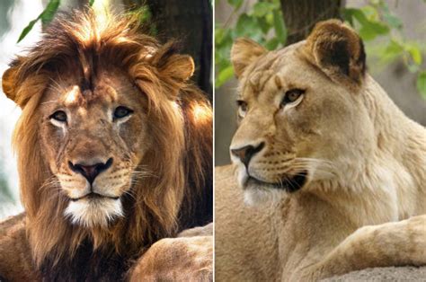Lioness At Indianapolis Zoo Kills Lion That Fathered Cubs