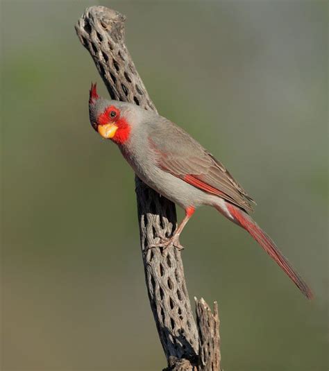 The Pyrrhuloxia Cardinalis Sinuatus Male Sometimes Referred To As A