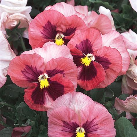 4 In Matrix Pink Pansy Plant 64055 The Home Depot