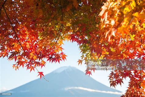 Beautiful Mt Fuji With Red Maple Tree In Autumn Stock Photo Download