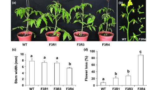 Phenotypes Of Slfrk3 Rnai Transgenic Tomato Solanum Lycopersicon