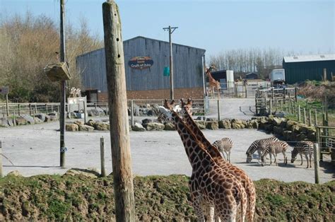 Folly Farm Zoo In Pembrokeshire Wild Giraffe Folly Farm Zoo