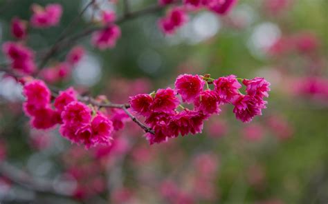 Download Wallpaper 3840x2400 Sakura Flowers Branch Petals Pink 4k