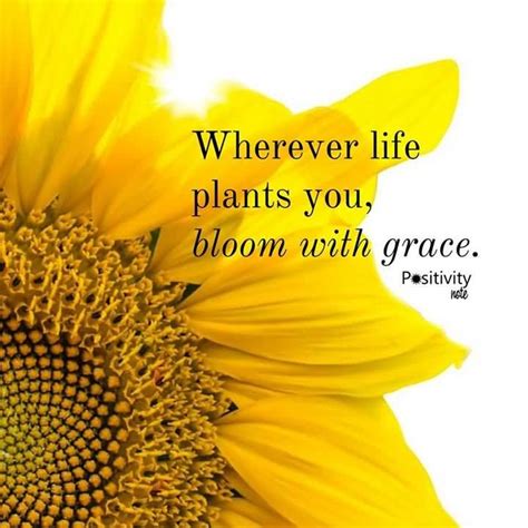 25 Famous Quotes About Sunflowers With Sayings Quotesbae