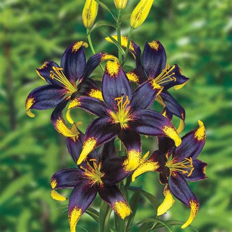 Lionheart Tango Lily 3 Per Package In 2021 Asiatic Lilies Summer