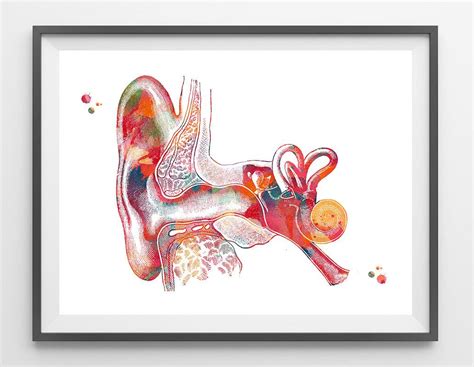 Outer Ear Anatomy Watercolor Print Audiology Poster Cross Section Of
