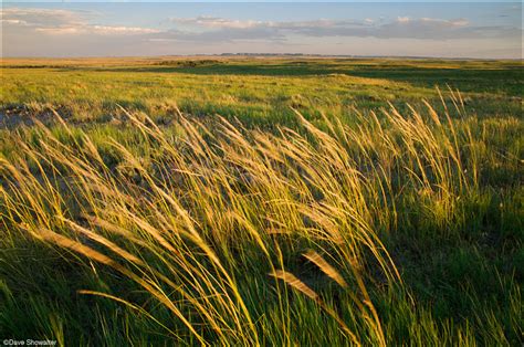 Windblown Prairie Grasses Thunder Basin National Grassland Wy Dave