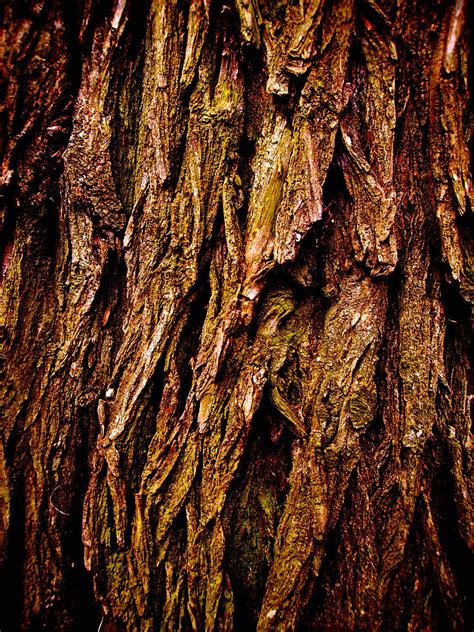 Tree Bark Free Stock Photo Public Domain Pictures