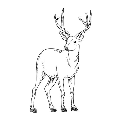 Premium Vector Tailed Deer Drawing