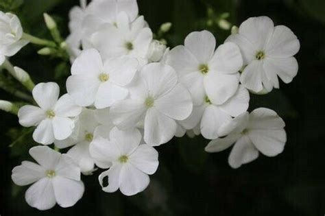 50 White Phlox Flower Seeds Seed World