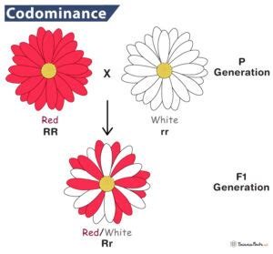Codominance Definition Examples And Diagram