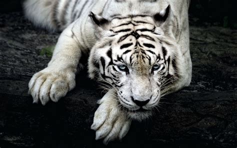 Download Wallpapers White Bengal Tiger Wildlife Predators Panthera