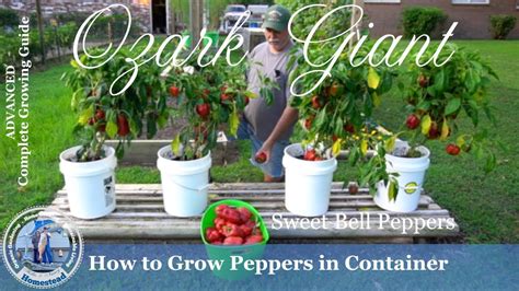 How To Grow Peppers In Containers Progression Growing Guide Youtube