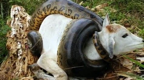 Amazon Jungle Snakes Anaconda