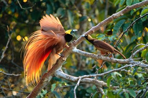 Karena berada di iklim tropis, fauna dan flora di kawasan asia tenggara relatif sama. Persebaran Flora dan Fauna di Indonesia Beserta Gambarnya