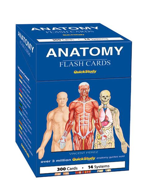 Barcharts Anatomy Flash Cards W