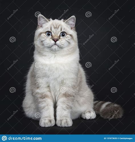 Super Cute Blue Tabby Point British Shorthair Cat Kitten Isolated On