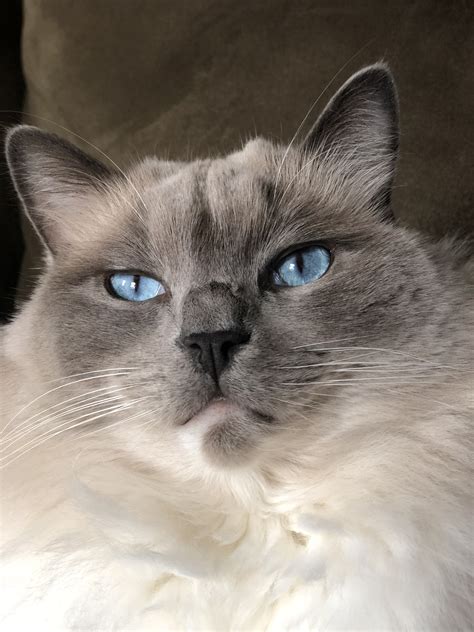 What To Know When Buying A Ragdoll Cat How To Buy A