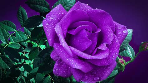 Dark Purple Rose Flower With Green Leaves Hd Rose Wallpapers Hd