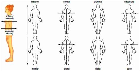 Blank Anatomical Position Worksheet