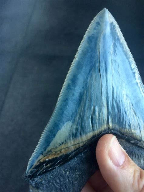Ice Blue Megalodon Tooth Super Serrations 12 Cm Catawiki