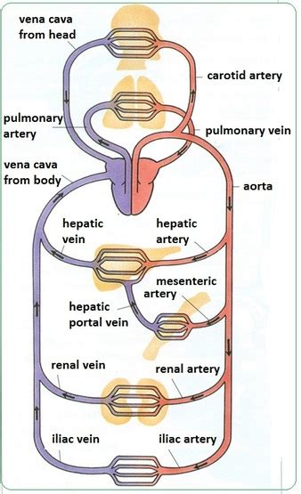 The arteries of the upper extremity. Arteries, veins and capillaries - structure and functions - Biology Notes for IGCSE 2014