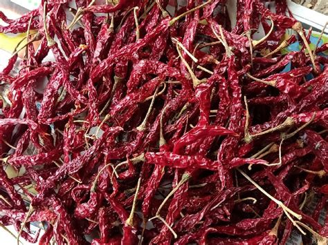 5531 Dry Red Chilli Manufacturer Exporter Supplier From Haveri India
