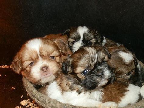 Find shih tzu puppies and breeders in your area and helpful shih tzu information. Precious Little SHIH-TZU Puppies :)) for Sale in ...