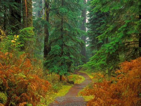 Olympic National Park Wallpapers Wallpaper Cave