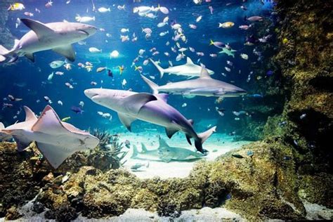 Sea Life Sydney Aquarium Sídney 2020 Qué Saber Antes