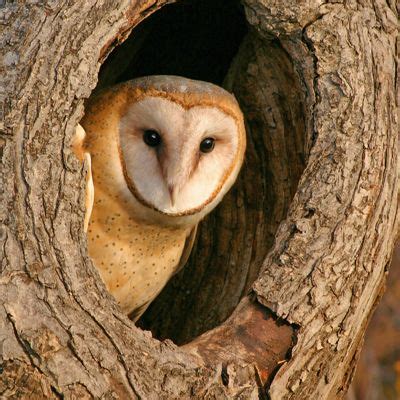 Barn owls, like all birds, do not have any teeth. Barn Owl Food Pyramid Investigation | Carolina.com | Barn ...