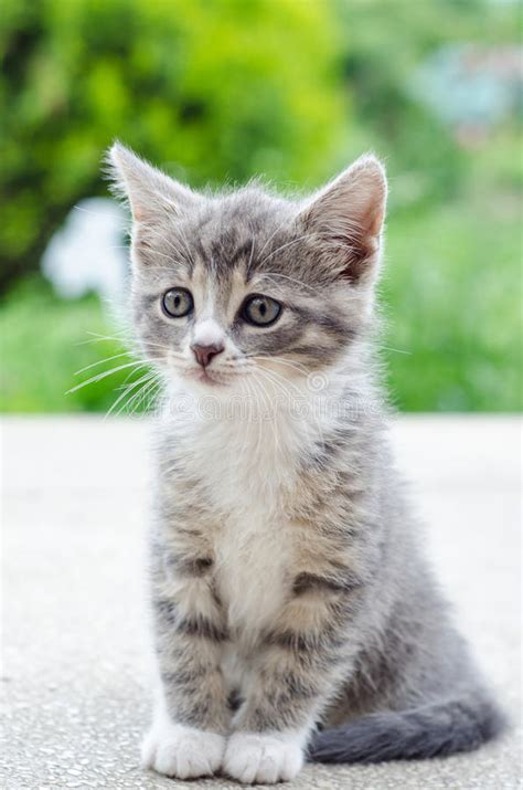 Cute Tabby Kitten Stock Image Image Of Cute Baby Kitty 31837617