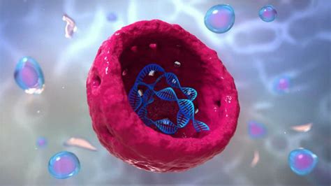 Endosimbiosis Biologia Evolución De Las Células Wikisabio